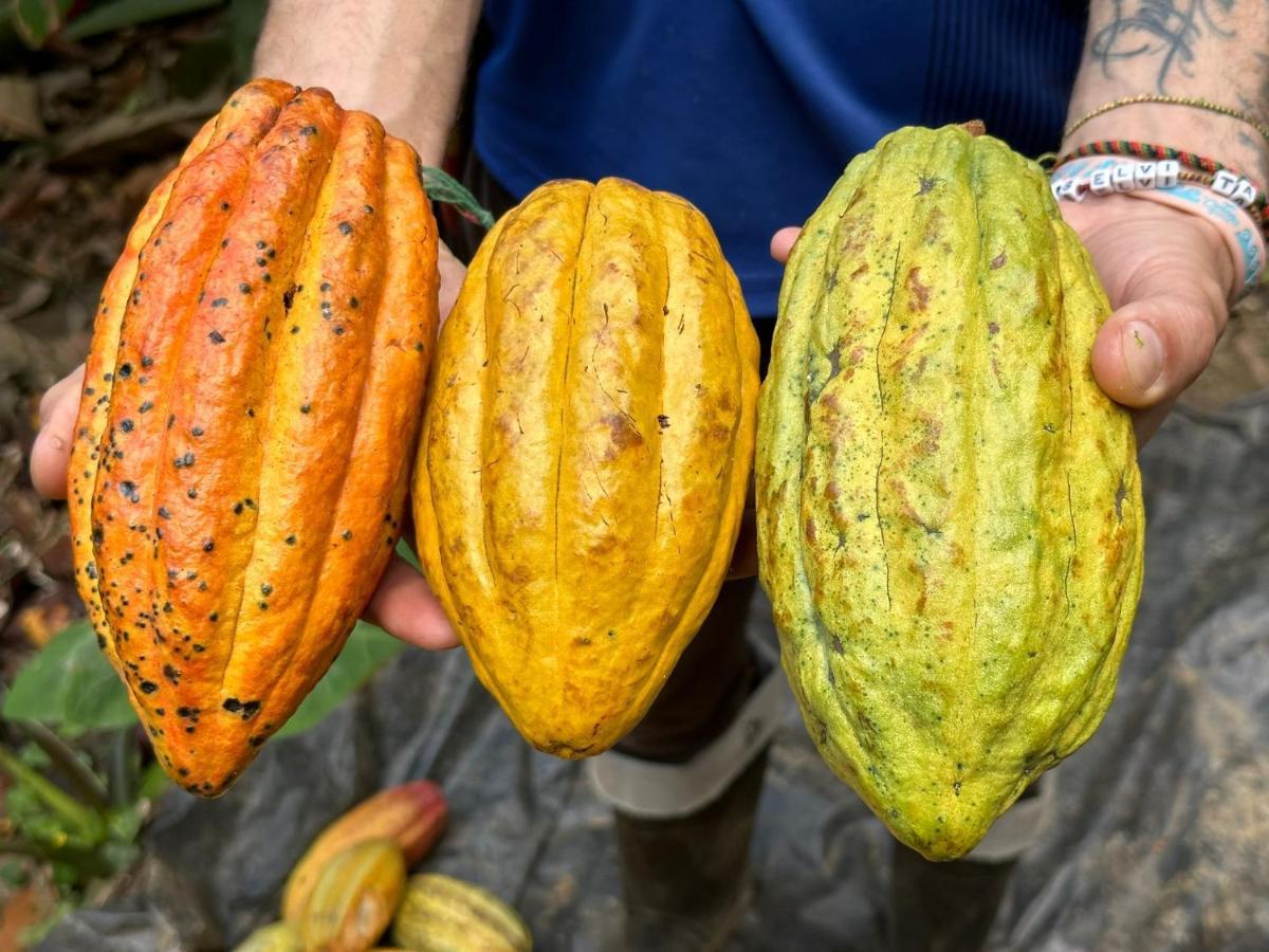 Finca La Selvita Chocolate Experience Buritaca Bagian luar foto