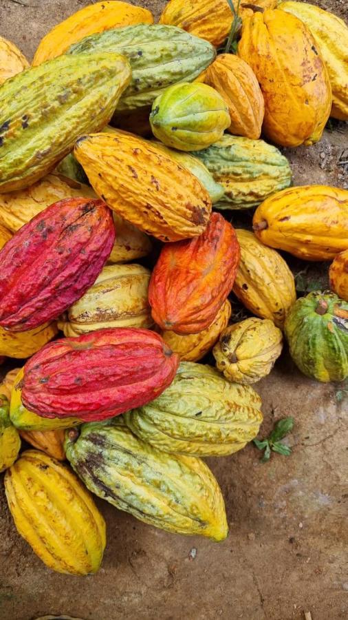Finca La Selvita Chocolate Experience Buritaca Bagian luar foto