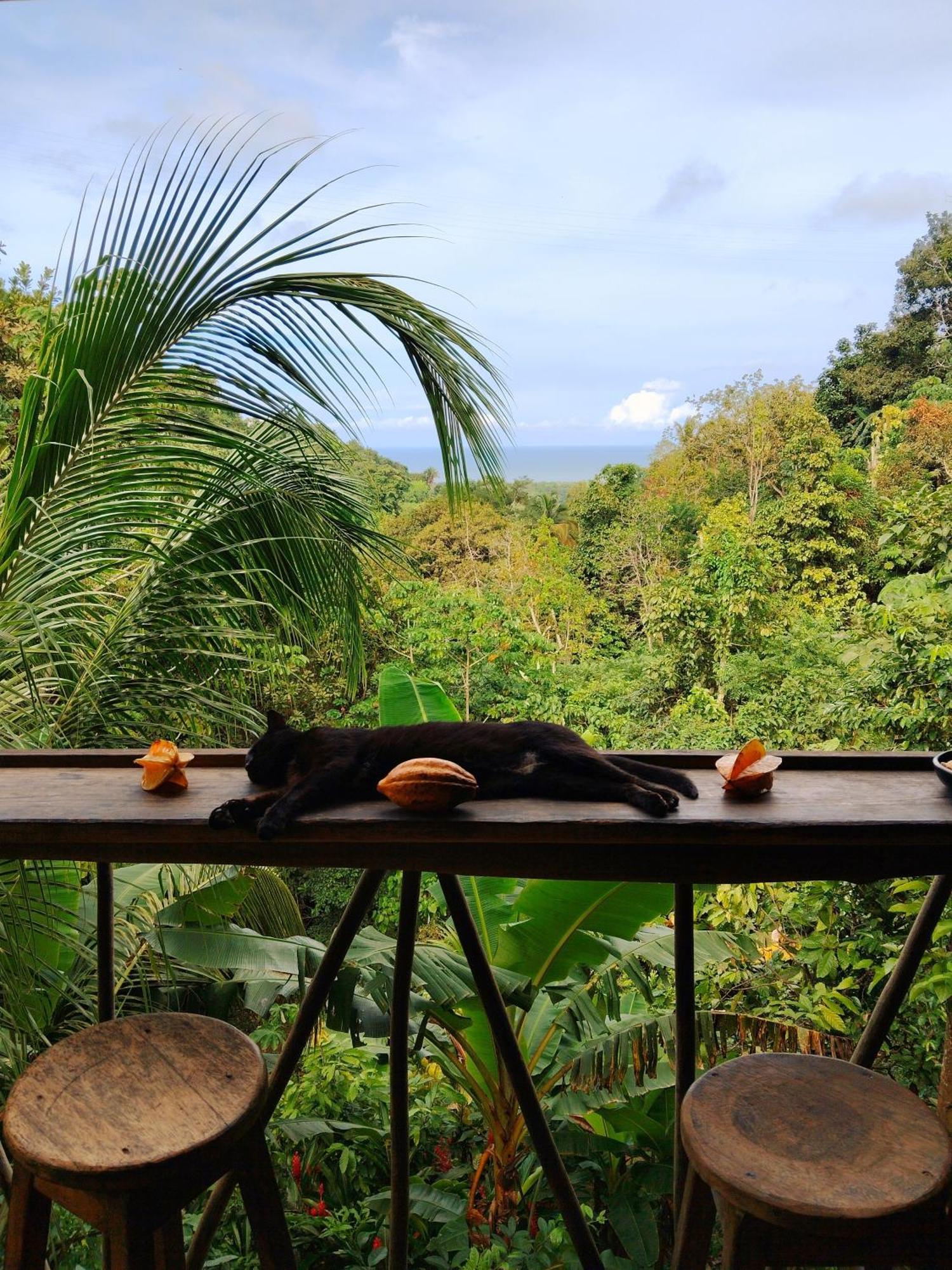 Finca La Selvita Chocolate Experience Buritaca Bagian luar foto
